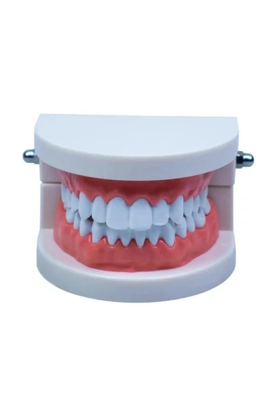 ( 25 Adet ) İnsan Diş Anatomisi Diş Modeli Eğitici Maket Fen Ve Biyoloji Dersleri Diş Maketi - Resim 5