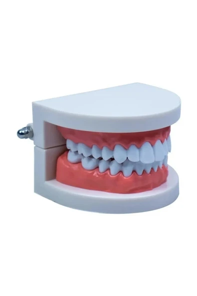 ( 10 Adet ) İnsan Diş Anatomisi Diş Modeli Eğitici Maket Fen Ve Biyoloji Dersleri Diş Maketi - Resim 7