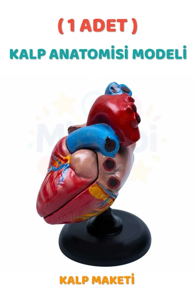 ( 1 Adet ) Kalp Anatomisi Modeli Kalp Maketi İnsan Kalbi Maketi Eğitici ürün görseli 1
