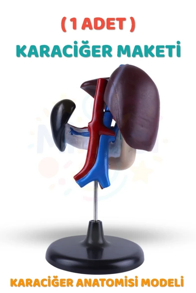 ( 1 Adet ) Karaciğer Anatomisi Modeli Karaciğer Maketi İnsan Karaciğer Yapısı Eğitici ürün görseli