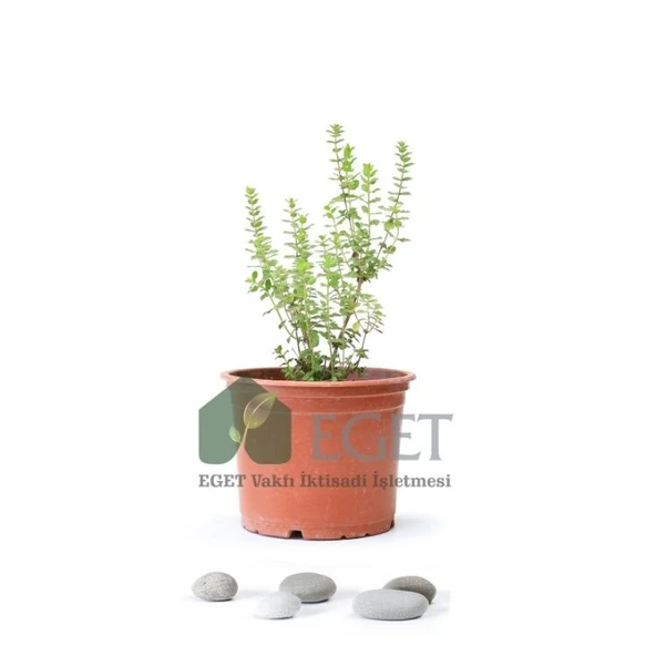 İzmir Bilyalı Kekik (Origanum onites) ürün görseli 1