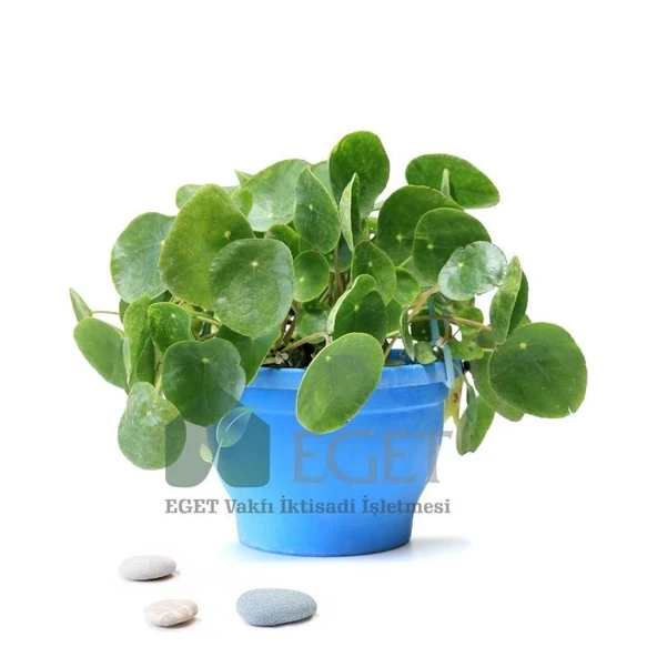 Çin Para Bitkisi (Pilea peperomioides) ürün görseli 1
