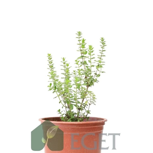 İzmir Bilyalı Kekik (Origanum onites) - Resim 2