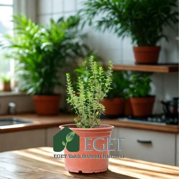 İzmir Bilyalı Kekik (Origanum onites) - Resim 3