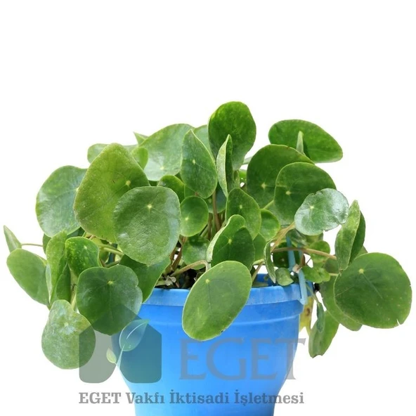 Çin Para Bitkisi (Pilea peperomioides) - Resim 2