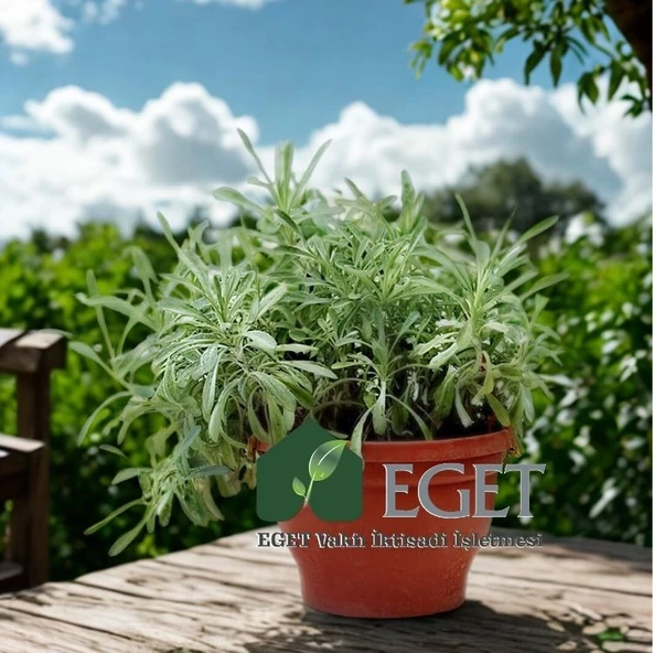 Kül Gazanya (Gazania tomentosa) - Resim 3