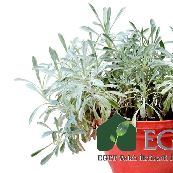 Kül Gazanya (Gazania tomentosa) - Resim 2