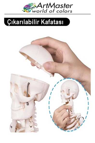 İskelet Sistemi Maketi 85 cm 1 Adet İnsan İskelet Modeli Haraketli Eğitim İskelet Anatomisi İskelet Sistemi - Resim 2
