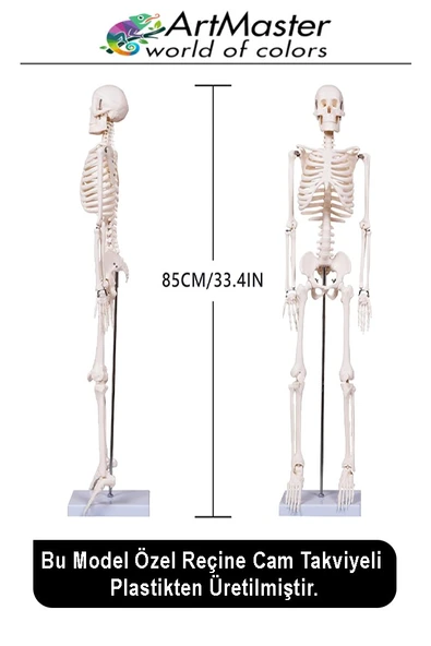 İskelet Sistemi Maketi 85 cm 1 Adet İnsan İskelet Modeli Haraketli Eğitim İskelet Anatomisi İskelet Sistemi - Resim 3