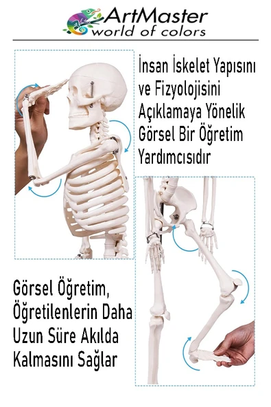İskelet Sistemi Maketi 85 cm 1 Adet İnsan İskelet Modeli Haraketli Eğitim İskelet Anatomisi İskelet Sistemi - Resim 4