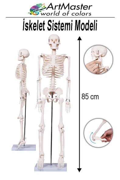 İskelet Sistemi Maketi 85 cm 1 Adet İnsan İskelet Modeli Haraketli Eğitim İskelet Anatomisi İskelet Sistemi ürün görseli