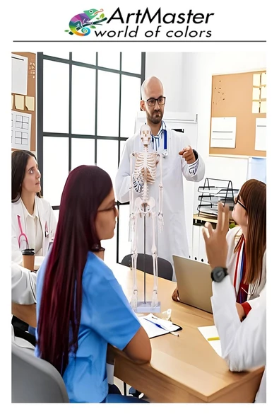 İskelet Sistemi Maketi 85 cm 1 Adet İnsan İskelet Modeli Haraketli Eğitim İskelet Anatomisi İskelet Sistemi - Resim 5