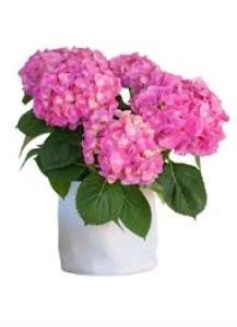 Pembe Renk Ortanca Çiçeği Fidanı 10-20 cm - Resim 4