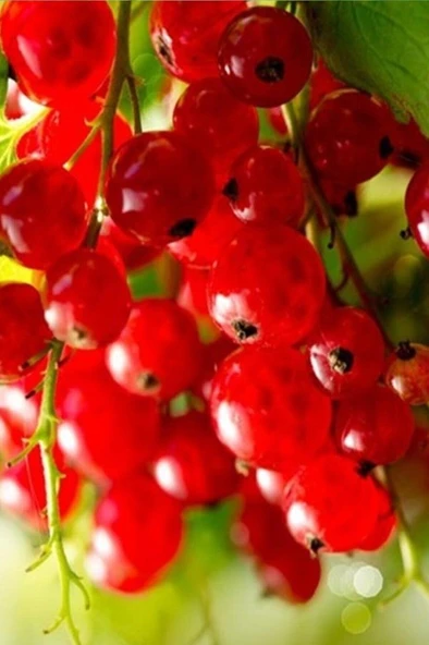 Frenk Üzümü Kırmızı Meyveli  Fidanı Açık Köklü 30-60 cm - Resim 2