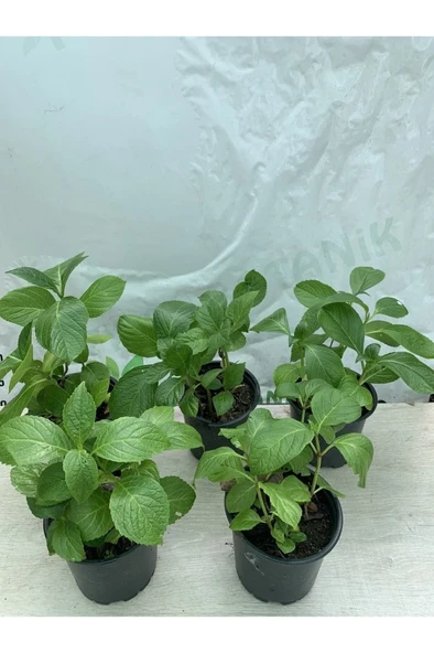 Ortanca Fidesi Fidanı 10-20 cm 5 Adet ürün görseli