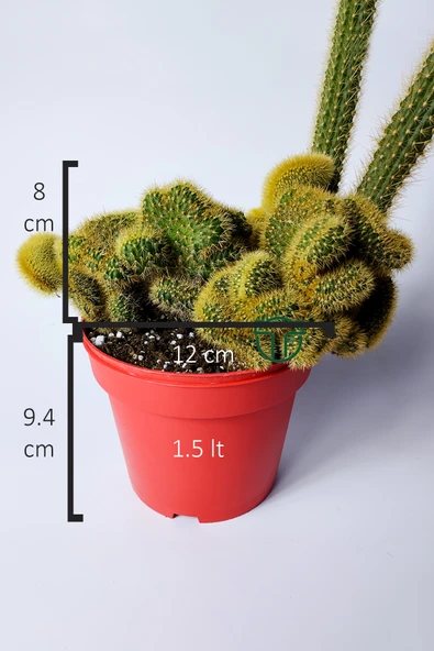 Arthrocereus Melanurus Cristata koleksiyon kaktüs - Resim 4