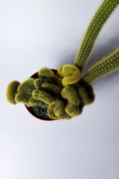 Arthrocereus Melanurus Cristata koleksiyon kaktüs - Resim 3