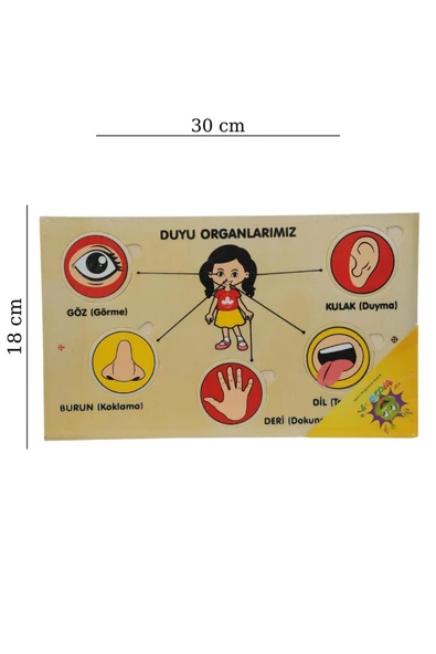 Ahşap Yapboz Duyu Organlarımız - Resim 4