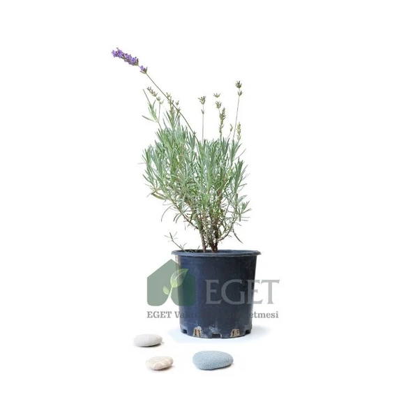 Saksıda Organik Lavanta (Lavandula Angustifolia) ürün görseli 1
