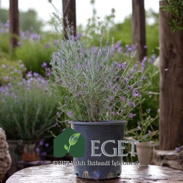 Saksıda Organik Lavanta (Lavandula Angustifolia) - Resim 3