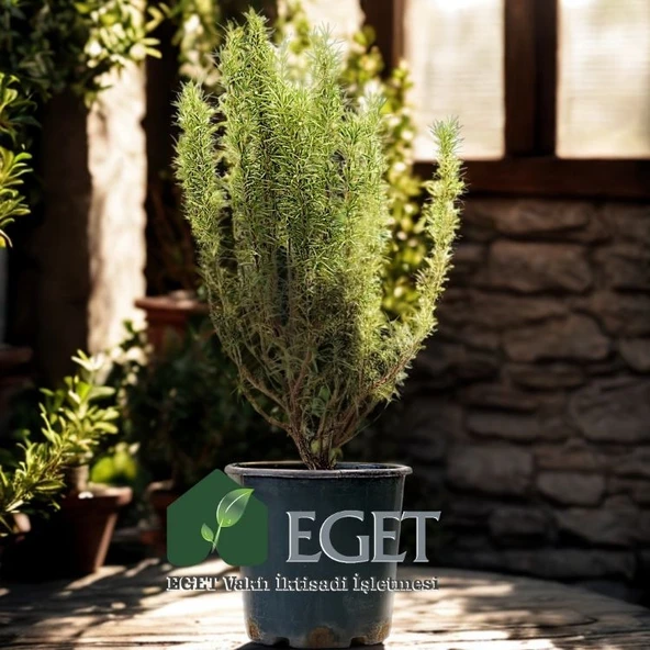 Saksıda Organik Biberiye (Rosmarinus officinalis) - Resim 3