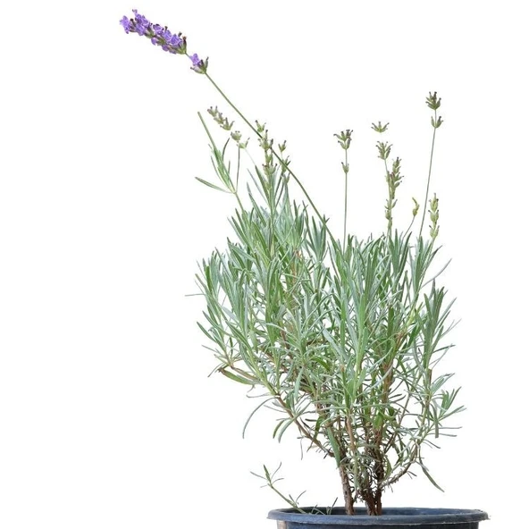 Saksıda Organik Lavanta (Lavandula Angustifolia) - Resim 2