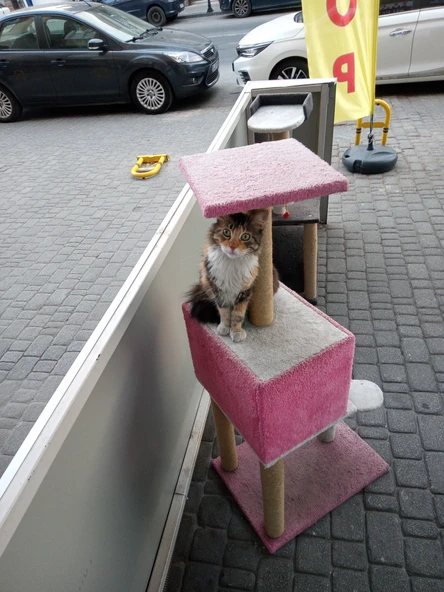 Kedi Kare Evli Merdivenli Tırmalama 124 cm - Resim 2