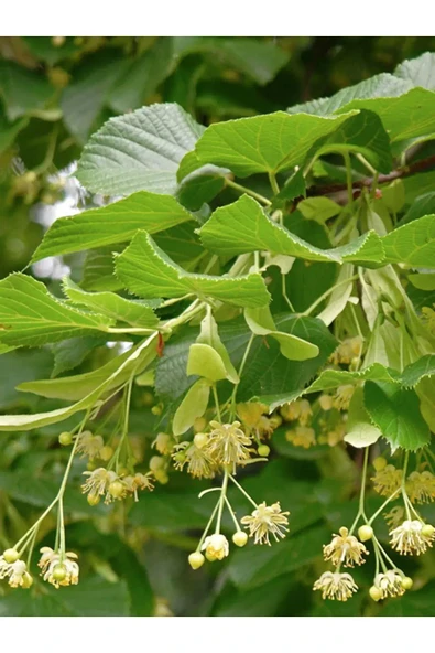 Ihlamur 100 gr - Resim 2