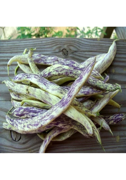 200 Adet Tohum Organik Taze Kılçıksız Alaca Çillikız Çilli Kız Niğde Yayla Fasulyesi Fasulye Hediye Tohumlu ürün görseli 1