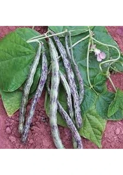 200 Adet Tohum Organik Taze Kılçıksız Alaca Çillikız Çilli Kız Niğde Yayla Fasulyesi Fasulye Hediye Tohumlu - Resim 2