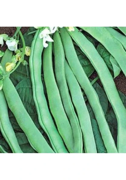 İspir Şeker Kuru Fasulye Tohumu 100 Tohum Organik Taze Hasat Fasulye Tohumu ürün görseli 1