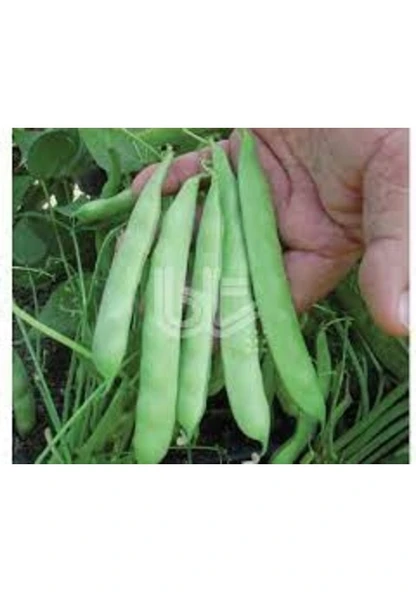 400 Adet Tohum Organik Köy Boncuk Sırık Ayşe Kadın Fasülyesi Fasulye Tohumu Niğde Yayladan ürün görseli 1