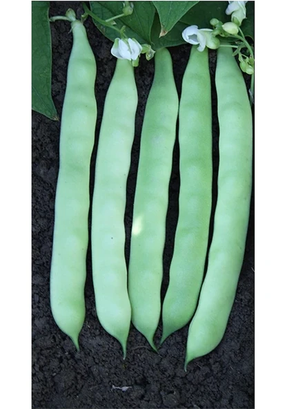 200 Adet Tohum Nadir Oturak Lezzetli Boncuk Ayşe Kadın Yayla Fasulyesi Fasülye Tohumudur ürün görseli