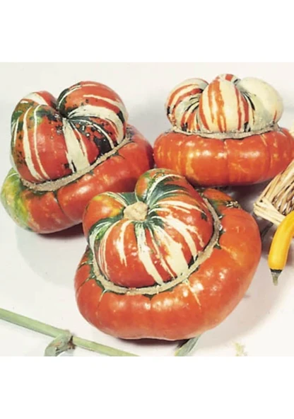 10 Adet Tohum Nadir Şekilli Turban Osmanlı Kavun Tohumu Şekilli Bal Kabağı Tohumu - Resim 2