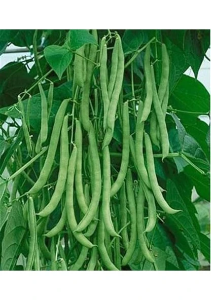 100 Adet Tohum Nadir Sırık Keklik Alası Ayşe Kadın Fasulye Tohum Fasülye Tohumu Taze Hasat Hediye Tohumlu ürün görseli 1