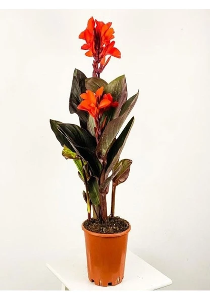 1 Adet Tohum Nadir Bulunan Mis Kokulu Kana Tesbih Çiçeği Tohumu Hediye Tohumlu - Resim 2