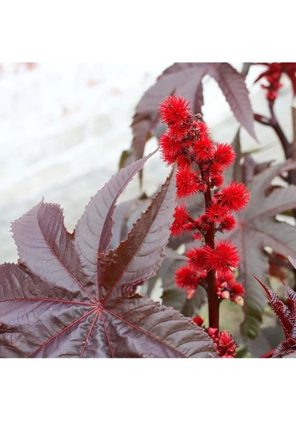 50 Adet Tohum Kene Çiçeği Tohumu Yerli Ricinus Communis Hediye Tohumlu ürün görseli 1