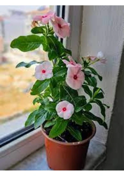 20 Adet Tohum Nadir Pembe Pervane Çiçeği Tohumu Sürpriz Hediye Tohumlu ürün görseli 1