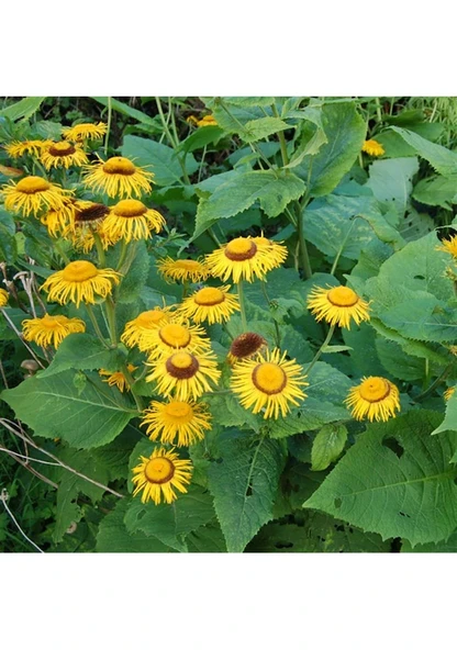 5 Adet Tohum Sarı Çoban Çantası Çiçeği Tohumu Andız Otu Tohumu Hediye Tohumlu - Resim 2