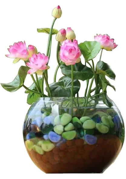 10 Adet Tohum Pembe Japon Lotus Çiçeği Nilüfer Su Zambağı Tohumları Hint ürün görseli 1