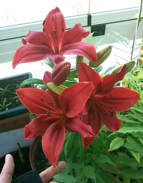 10 Adet Tohum Nadir Bulunan Kırmızı Liliyum Lilyum Çiçeği Tohumu Hediye Tohumlu ürün görseli 1