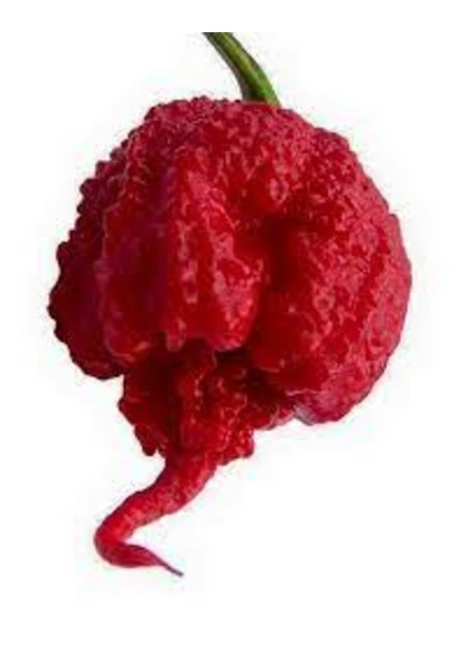 10 Adet Tohum Nadir Bulunan Kırmızı Habanero Biberi Tohumu Sürpriz Hediye Tohumlu - Resim 3