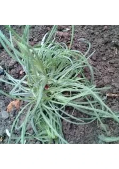 50 Adet Teke Sakalı Otu Kır Sakal Otu Tohumu Hediye Tohumlu ürün görseli 1