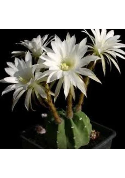 10 Adet Tohum Nadir Bulunan Beyaz Paskalya Zambağı Zambak Tohumu - Resim 3