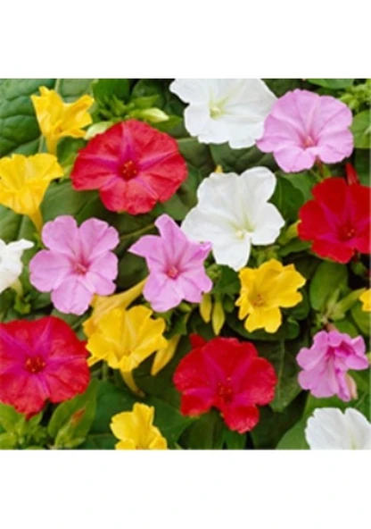 5 Adet Tohum Akşam Sefası Çiçeği Tohumu Sürpriz Hediye Tohumlu ürün görseli 1