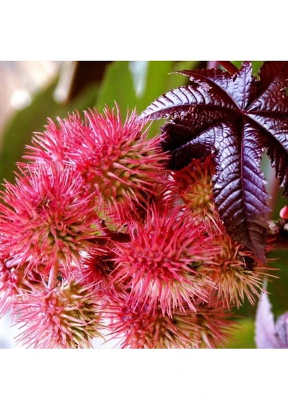 50 Adet Tohum Kene Çiçeği Tohumu Yerli Ricinus Communis Hediye Tohumlu - Resim 2