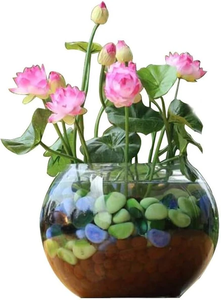 5 Adet Tohum Nadir Bulunan Karışık Tayland Lotus Çiçeği Tohumu Sınırlı Stok - Resim 3