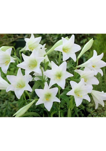 10 Adet Tohum Nadir Bulunan Beyaz Paskalya Zambağı Zambak Tohumu ürün görseli 1