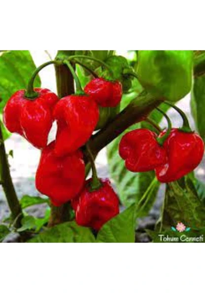 10 Adet Tohum Nadir Bulunan Kırmızı Habanero Biberi Tohumu Sürpriz Hediye Tohumlu ürün görseli 1