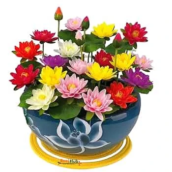 5 Adet Tohum Karışık Renkli Kase Lotus Çiçek Tohumu Organik Tohum Nilüfer Çiçeği Tohum ürün görseli 1